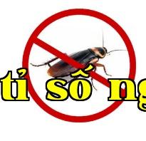 Công ty diệt mối tại Đà Nẵng hướng dẫn từng bước cách tiêu diệt khó chịu trong nhà hàng